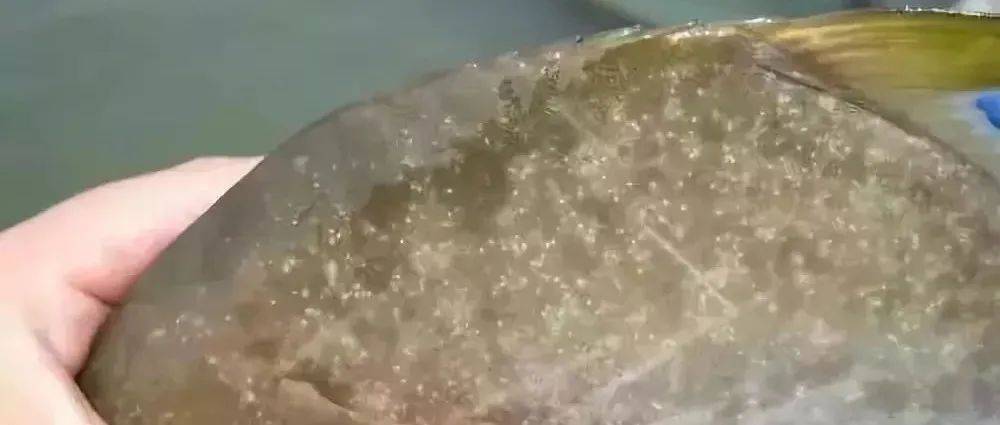 再不预防就晚了!寄生虫病害防治建议!_养殖户_重金属_体质