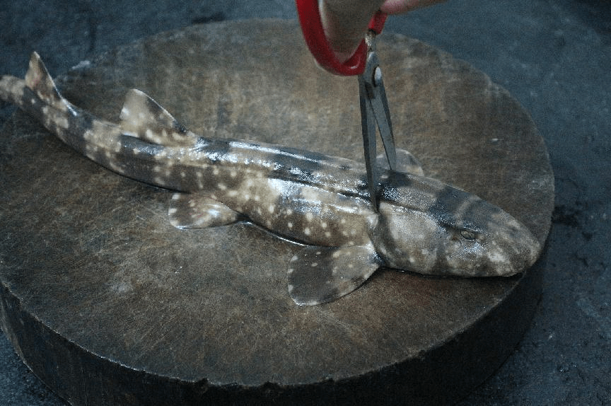 实际上,一些鲨鱼的确能吃,像条纹斑竹鲨(也叫狗鲨),豹纹鲨等等