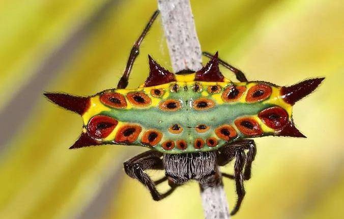 世界上居然有如此奇幻的刺角小蜘蛛15_穆氏_魔怪_什么