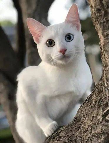 皇宫中的泰国御猫喜欢上peppos猫砂盆_暹罗_宝石_眼睛