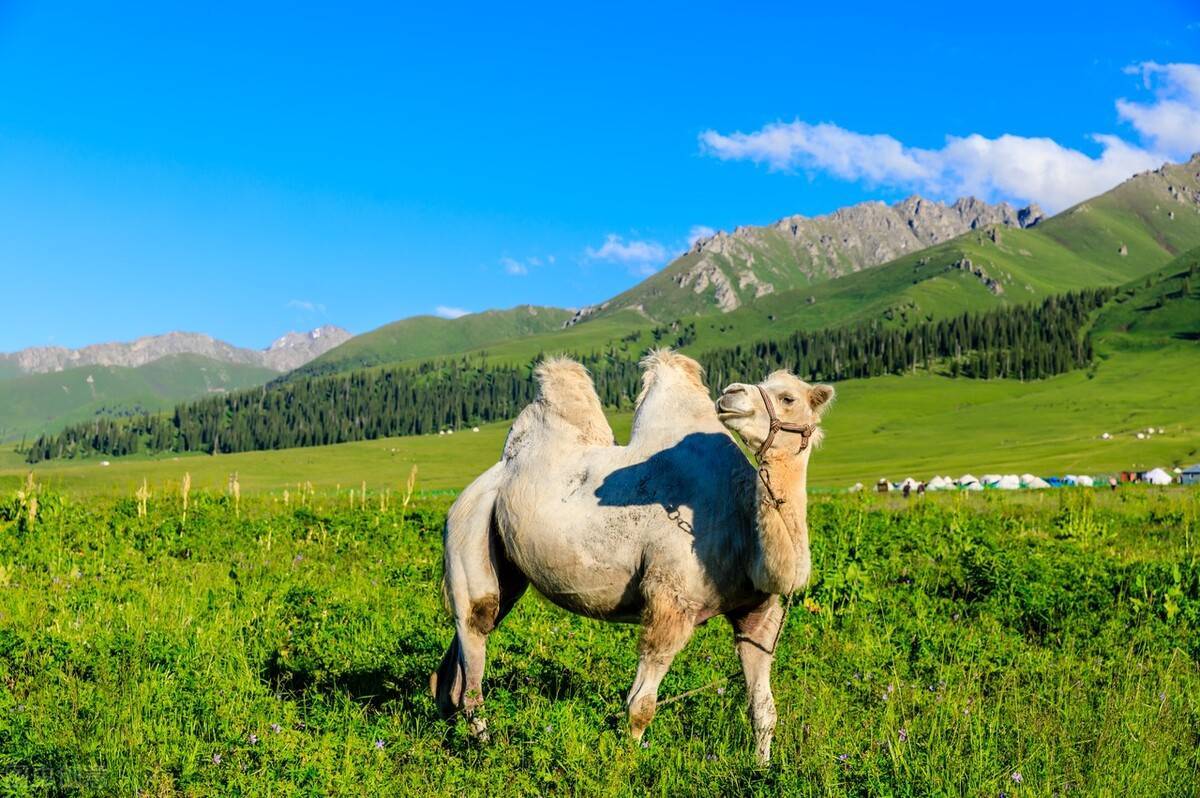 送中秋 迎国庆 ,这道美食不能少_新疆_骆驼_味道