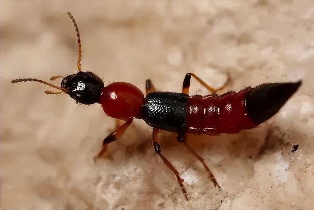 这种虫,体内的毒液堪比硫酸,医生提醒:飞到身上千万