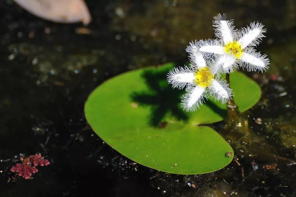 水里的植物有哪些图片