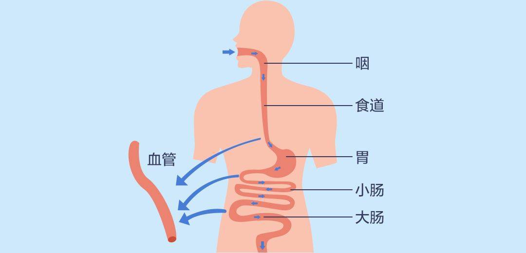 图片[3]-珍奥健康知识科普：神奇的微循环吃喝拉撒都离不开它 - 血管微语-血管微语
