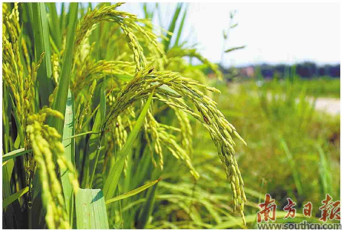 稻波荡漾溢清香_生产_英德市_农机公司
