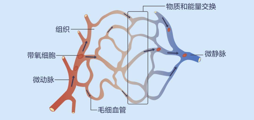 珍奥健康知识科普：神奇的微循环吃喝拉撒都离不开它 - 血管微语-血管微语