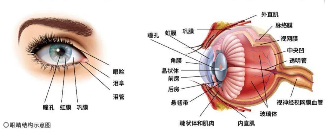 眼球分为眼球壁和屈光系统.眼睛视物的奥秘