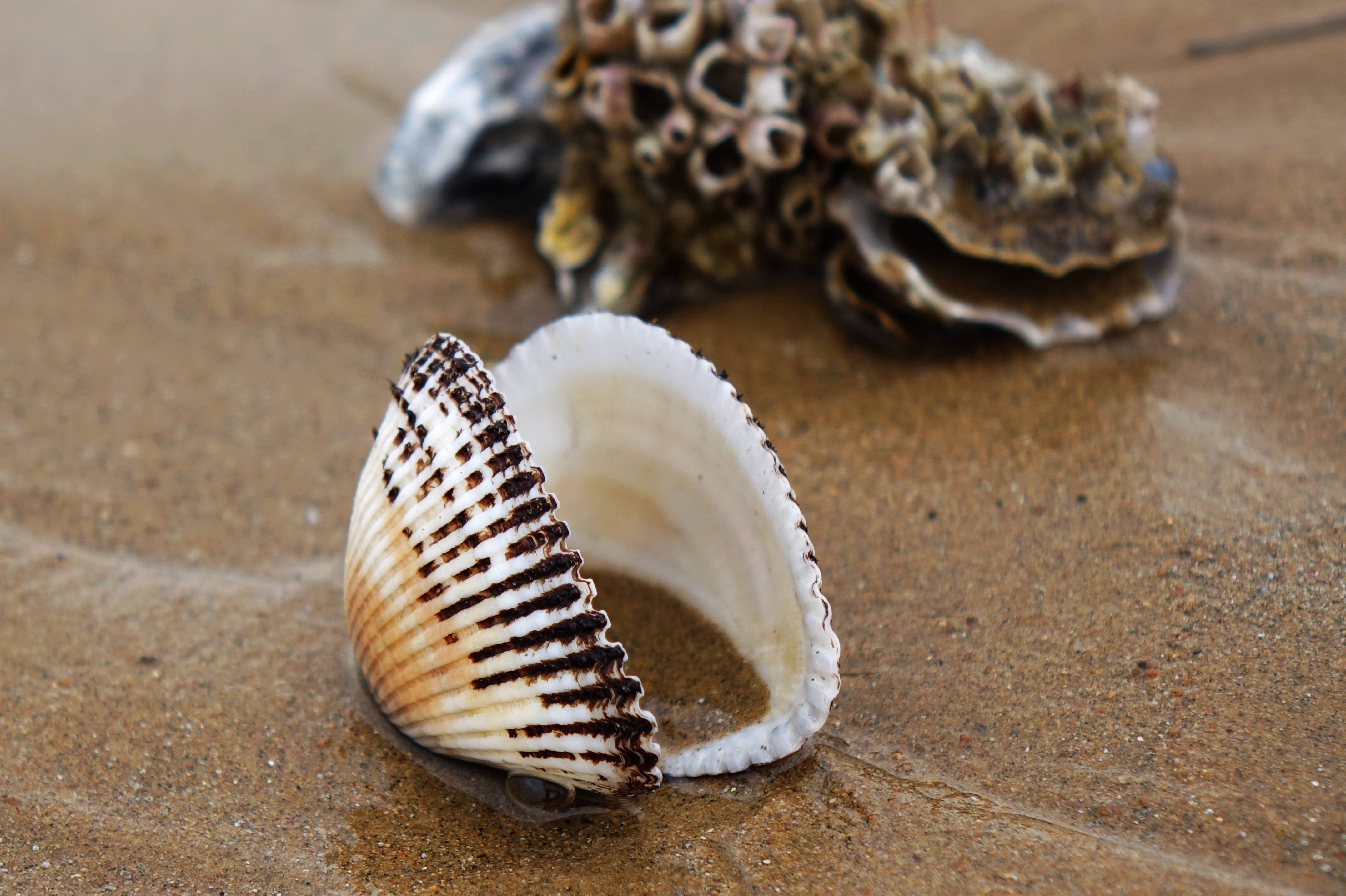 山东青岛海滨落潮 灵山湾海滩现大量贝壳