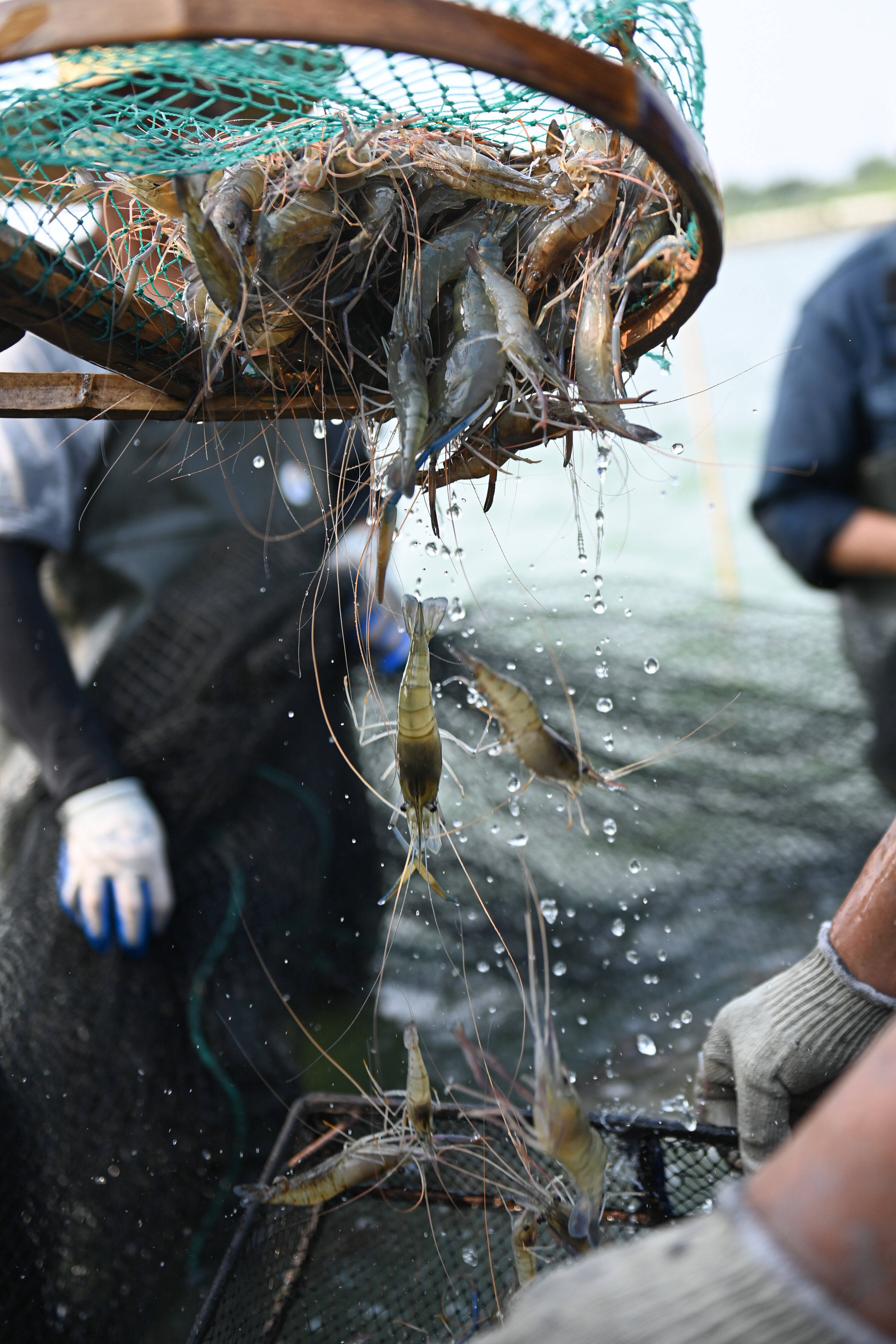 浙江湖州:围网捕虾迎丰收_养殖_新华社_水产