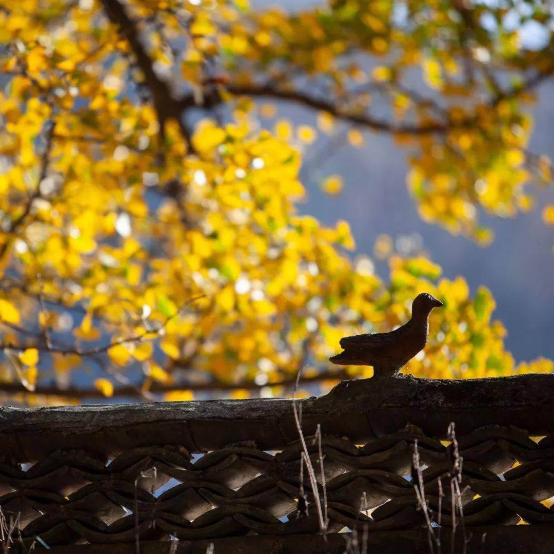 故都的秋:领略秋的味,秋的色,秋的意境与姿态_北国_中国_枣子
