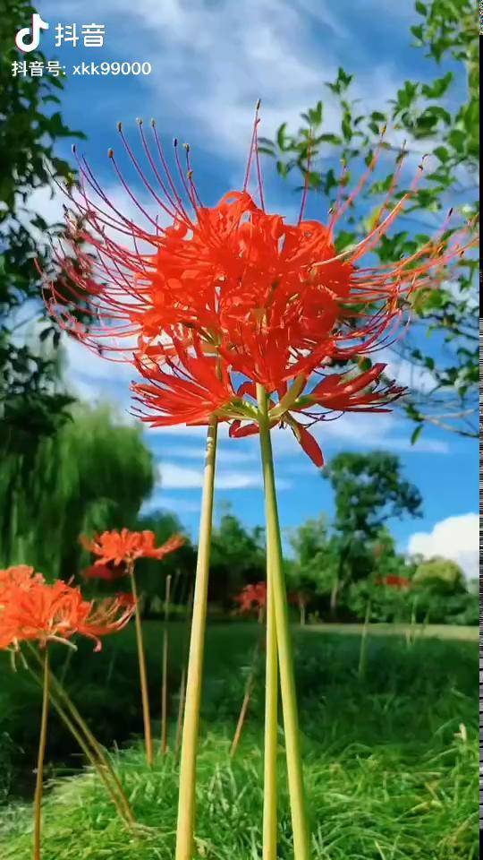 彼岸花发芽开花全过程图片