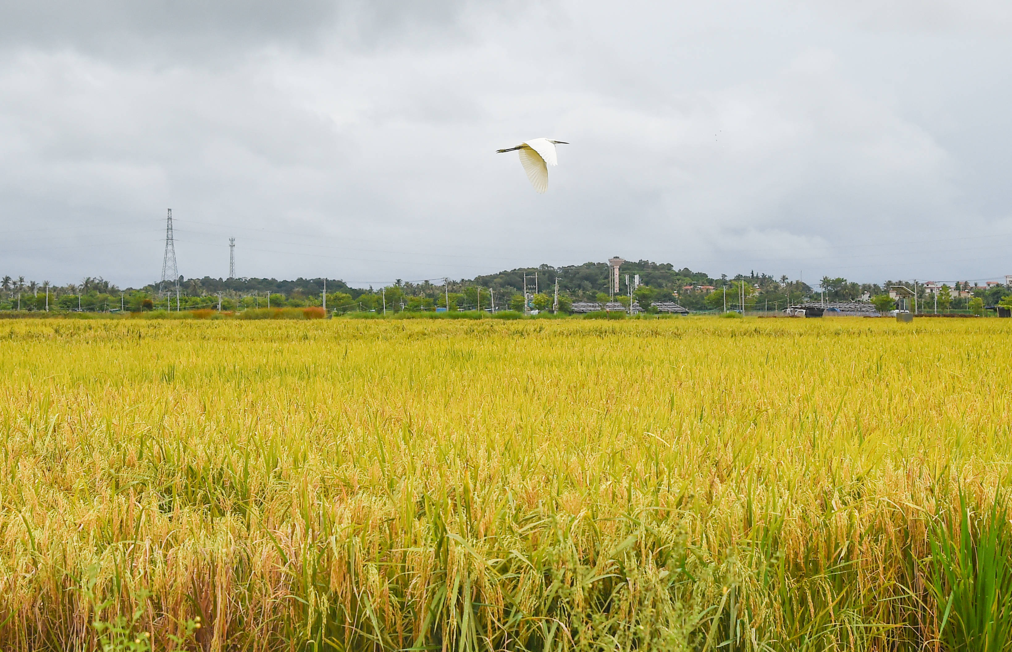 陵水的国家南繁科研育种核心区安马洋基地的稻田里稻香扑鼻