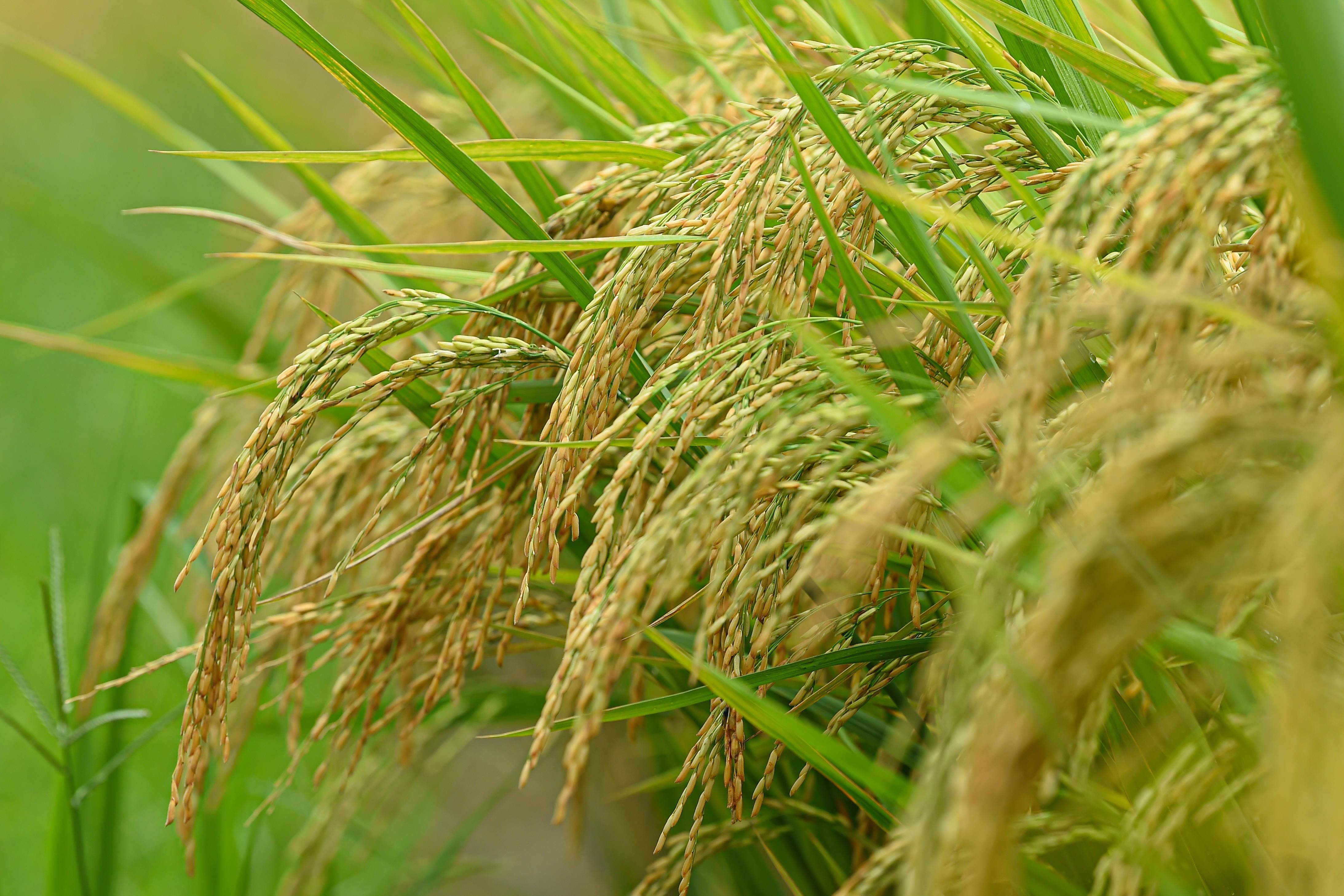 海南陵水:稻香扑鼻 丰收在望_马洋_新华社_的国家