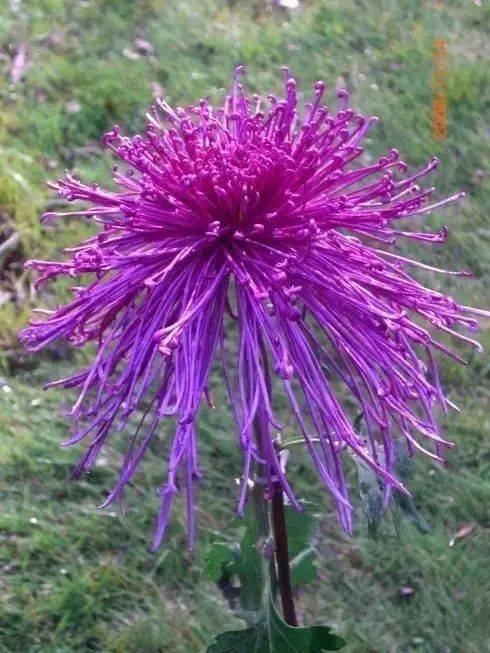 菊花_盘龙_陶渊明