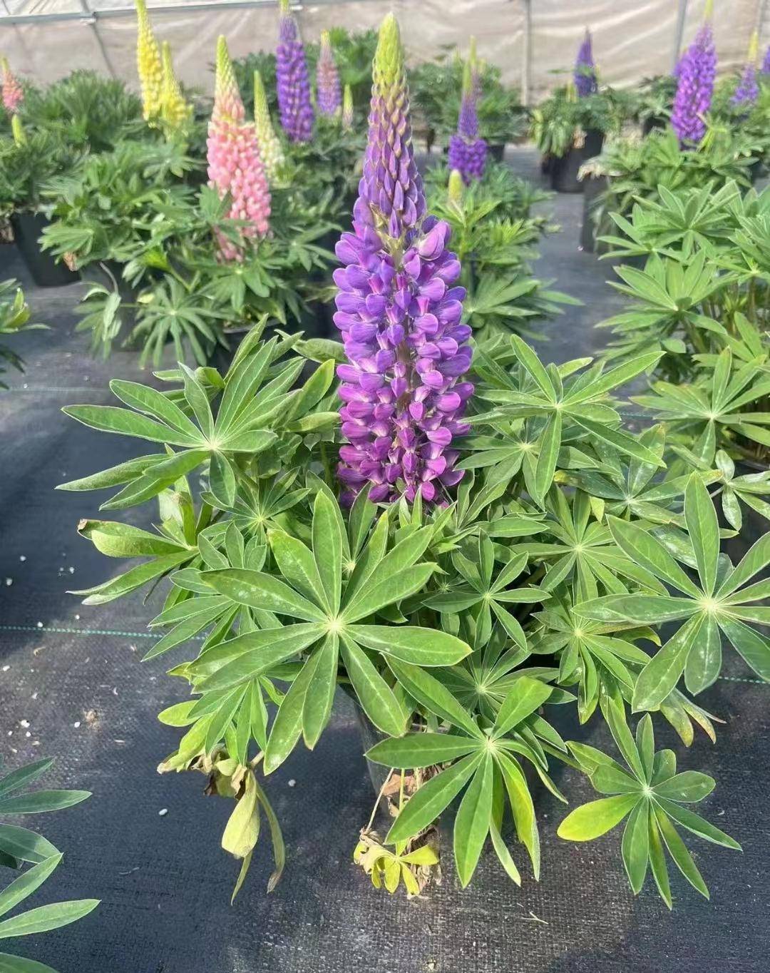 鲁冰花是什么意思