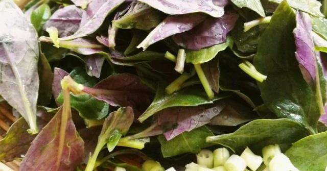 食用_血皮菜_都会