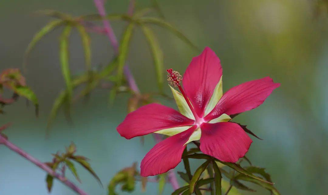 茶條槭,木芙蓉等耐水溼的骨架植物,再輔以星光草,水蔥,再力花,花葉