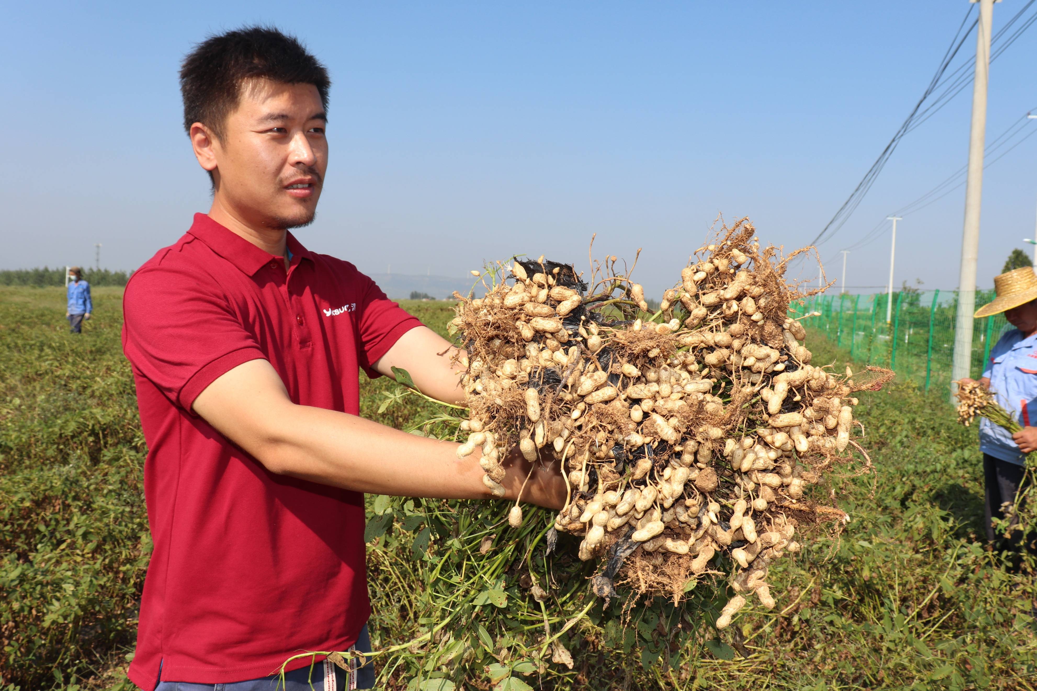 新品种花生 明年俺也要种_种植_加工_山东省