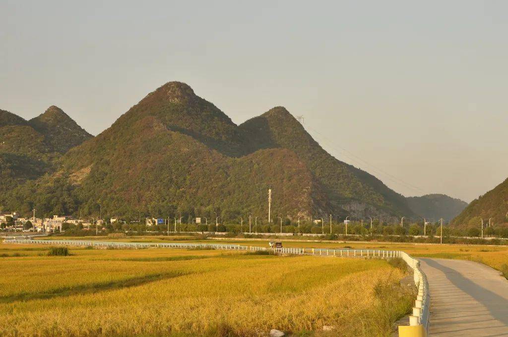 贵安高峰镇狗场村:稻田如金 村民做好防护保秋收_水稻_gaxq_htt