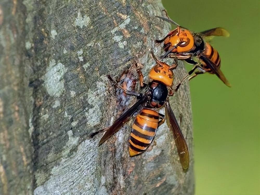 虎头蜂大战黄蜂图片