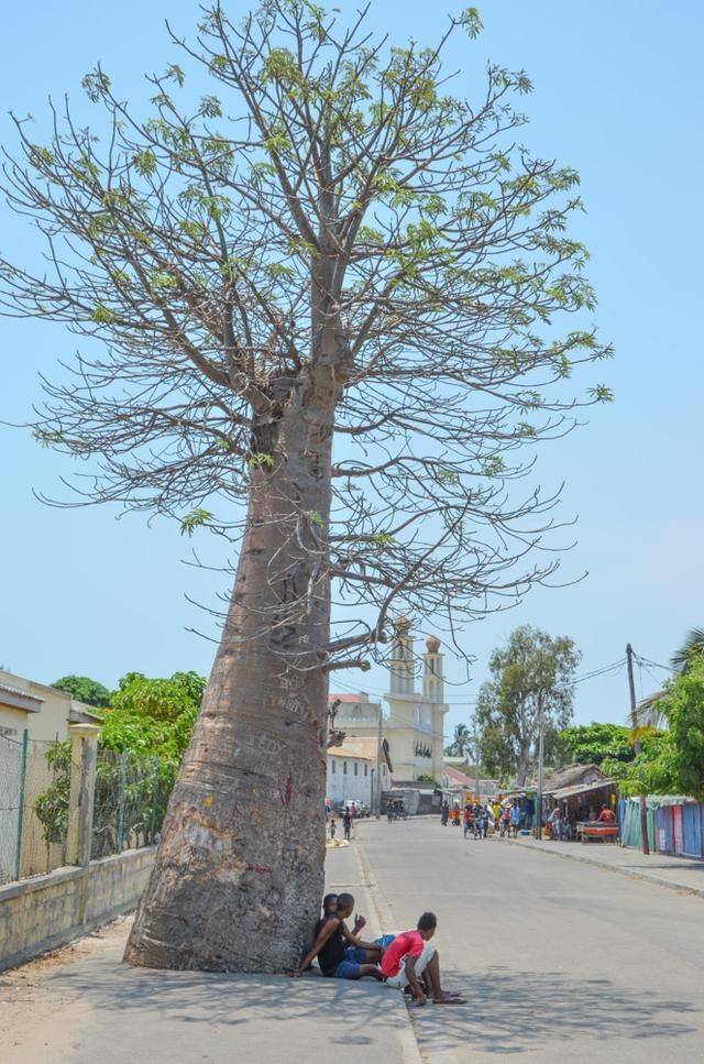 非洲岛屿上有一种神秘的倒栽树，仅这个岛屿上有，需要多人合抱
