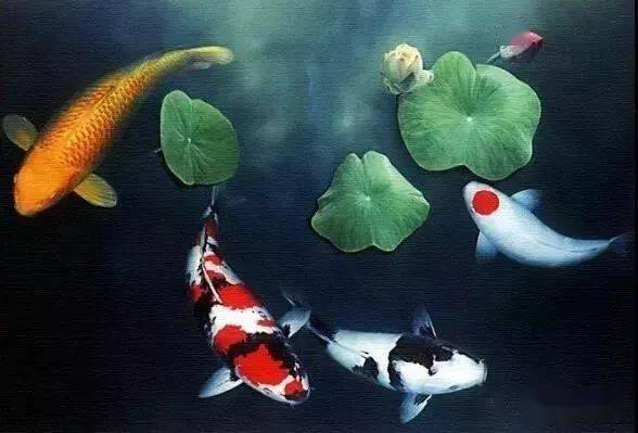 锦鲤品种,这篇不得不看!_楼兰_品系_衣鲤