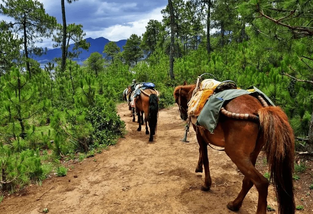 丽江粑粑,源于茶马古道的纳西风味_马帮_徐霞客_汉子