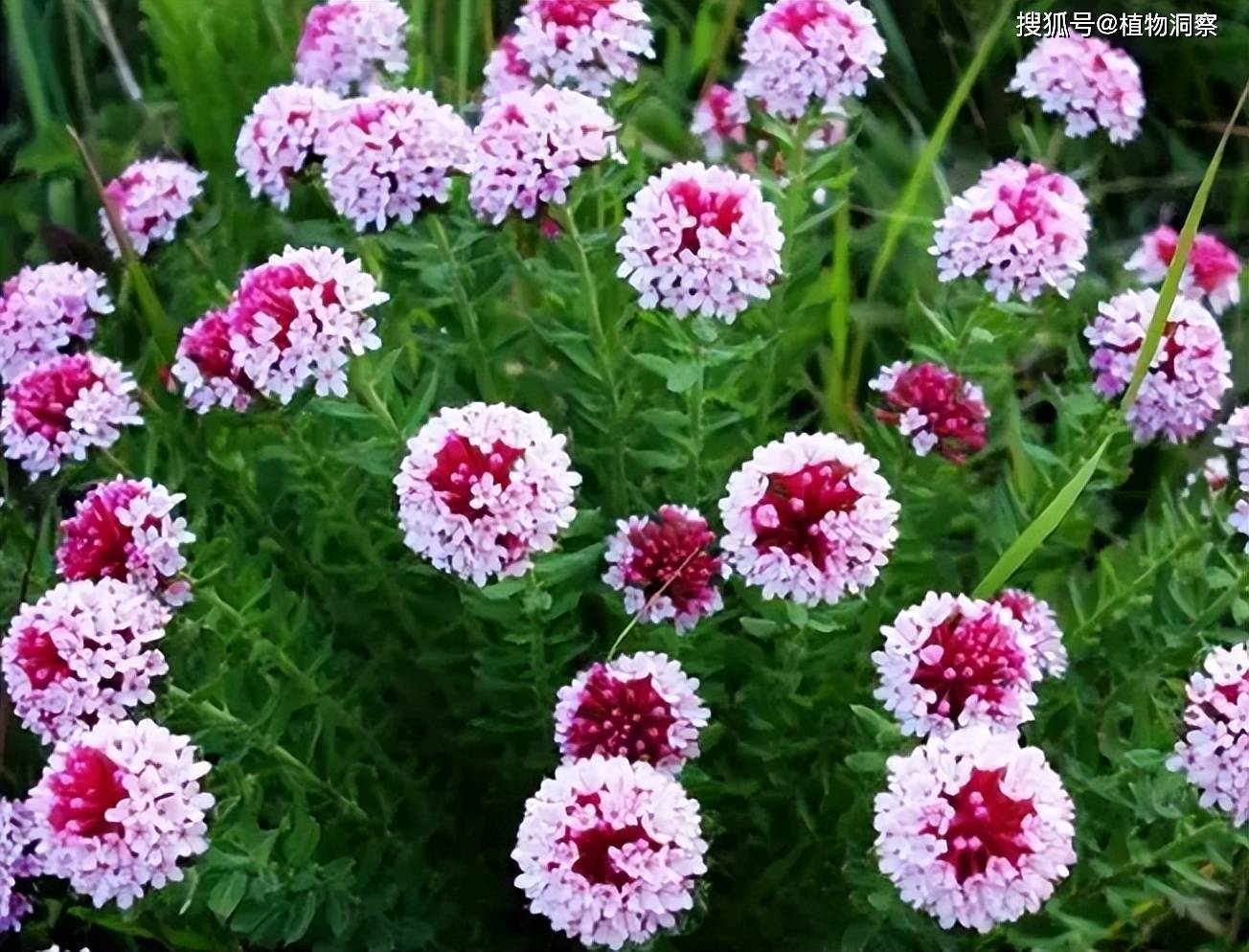 狼毒_东北_我国