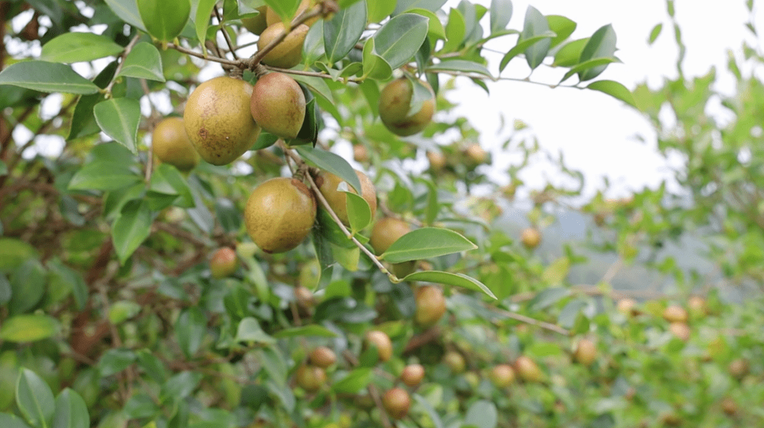黄袍山油茶——源自大山深处的"油中黄金"!_通城县_环境_湖北