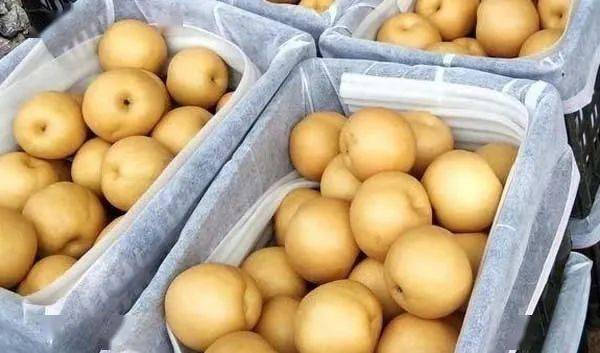 零售_梨子_时间