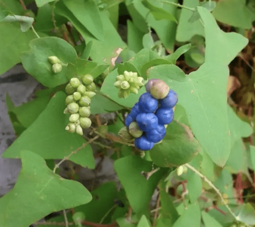 雷公藤药酒图片