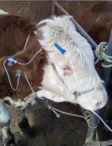 牛打吊瓶静脉图图片