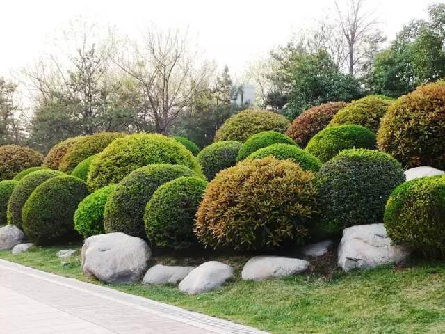 北京绿化八大树种图片