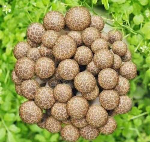 鸿喜菇肉质细致味美,清脆可口,适宜煮汤,火锅,油炸或炒,烩等_部分