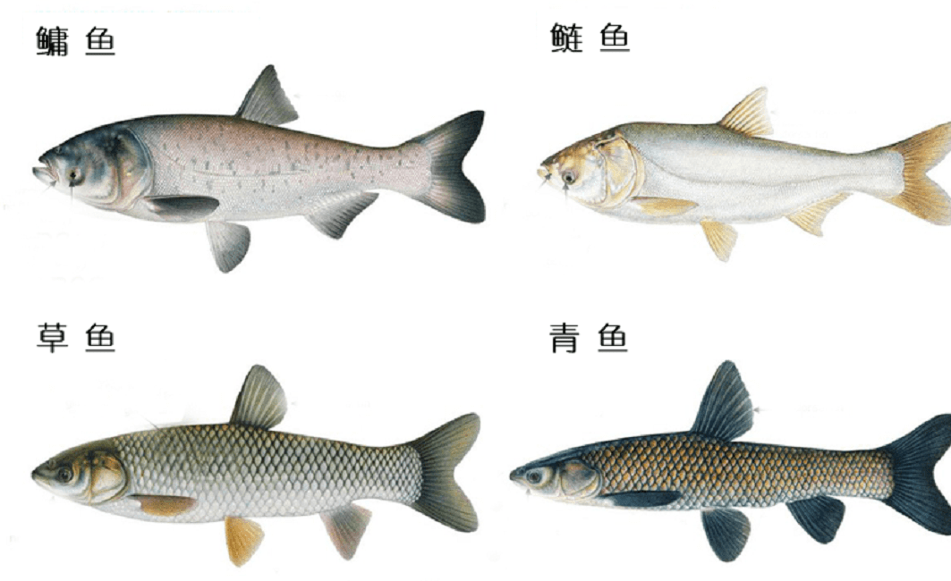 超5万斤 秦岭深处出现罕见细鳞鲑大鱼群 数量多到水被 染黑 保护 工作 鲑鱼