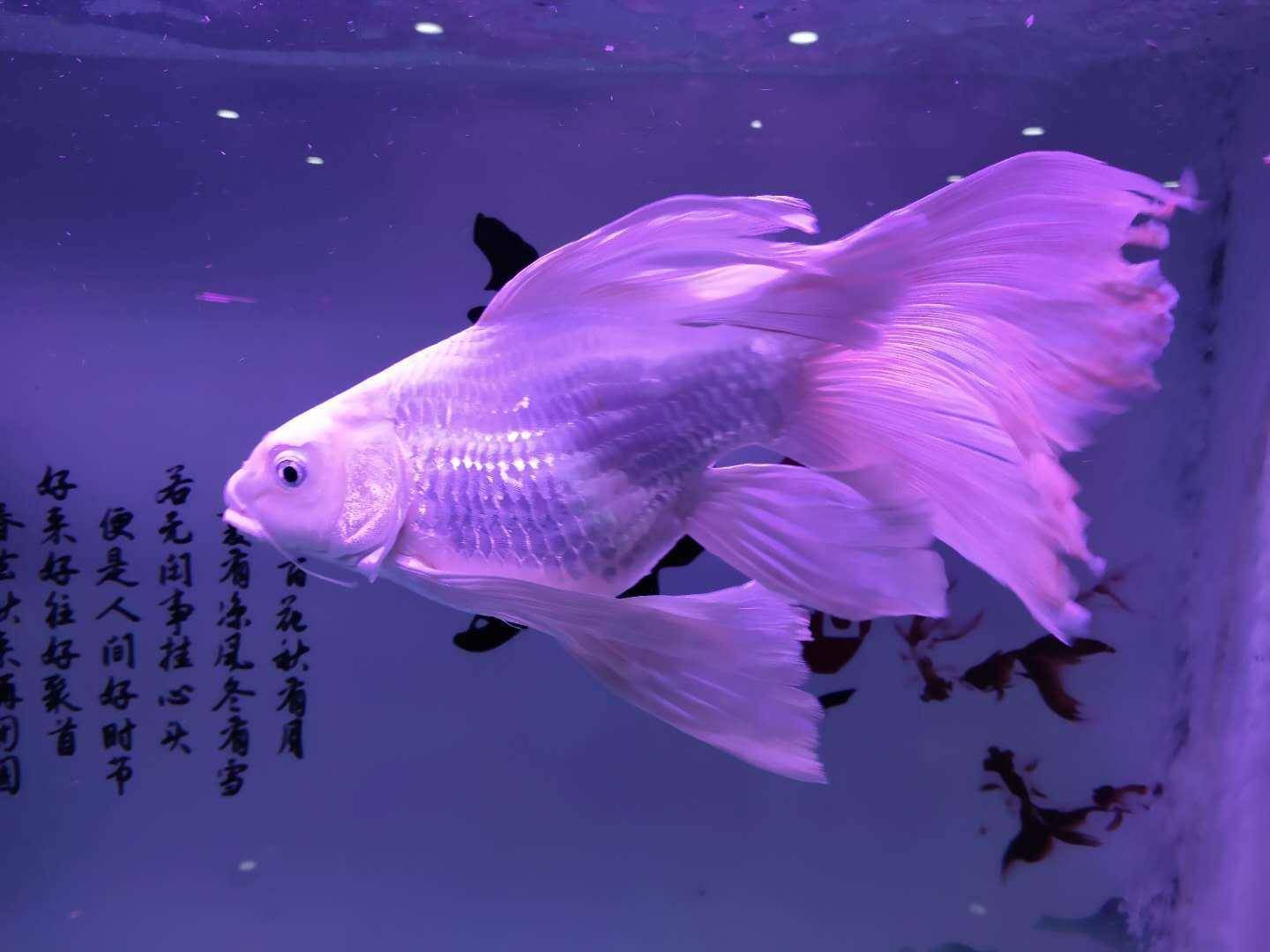 经常有鱼友会来询问近期的金鱼,尤其是黑色的金鱼和锦鲤,为什么体表