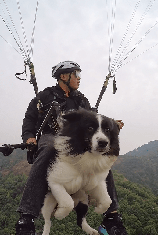 長沙一寵物犬坐滑翔傘上天羨煞網友:這是隻見過世面的狗子_鄭州_麒麟