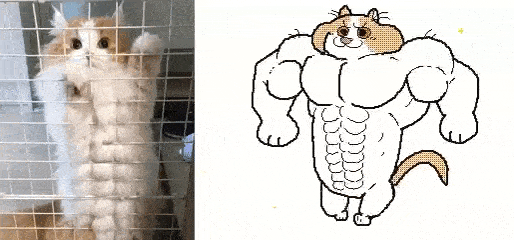 我也有十块腹肌了!有大哥罩你,你随便浪!村里的猫健美大赛吗?