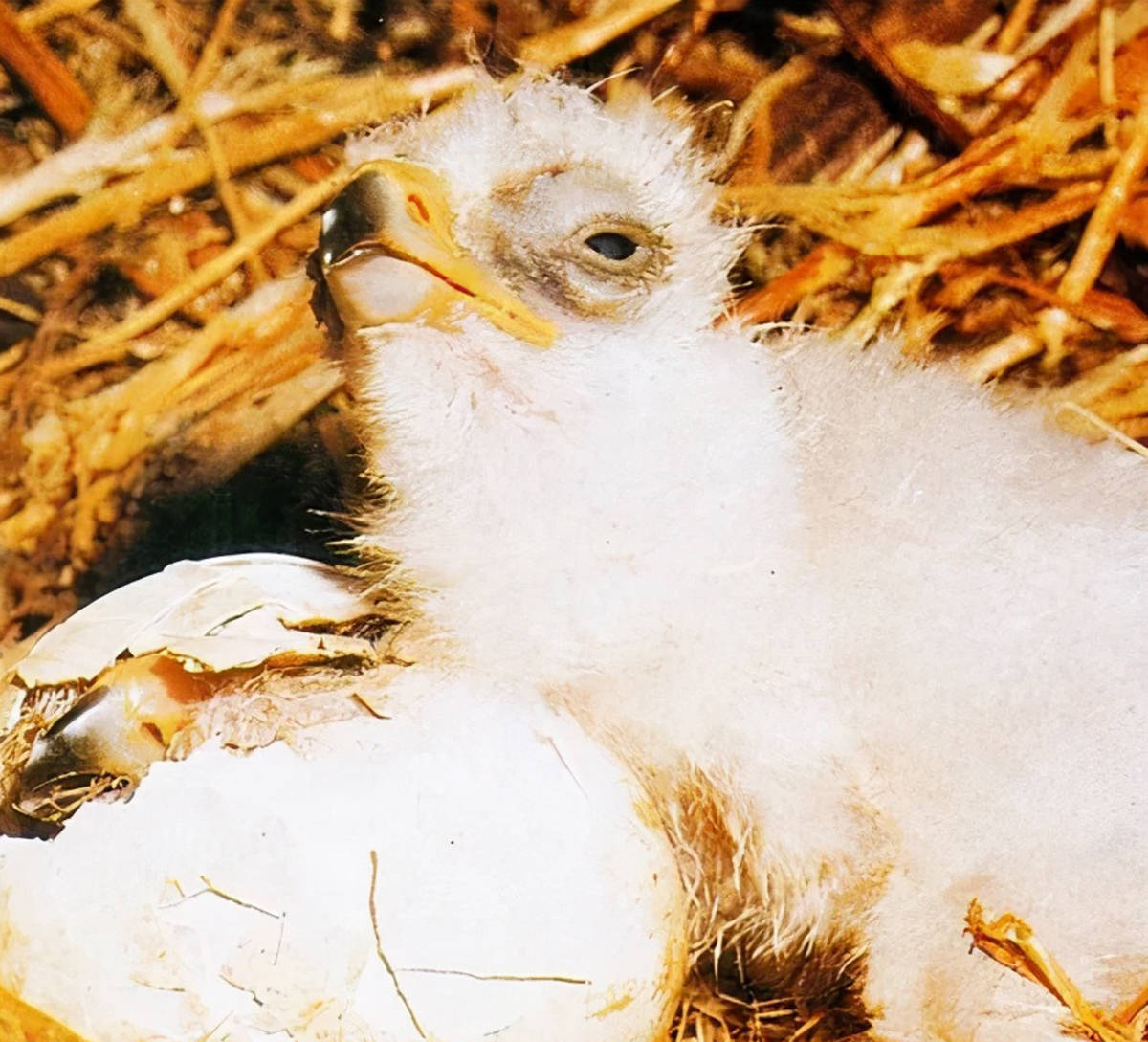 号称猛禽之王的金雕,有啥特别之处?