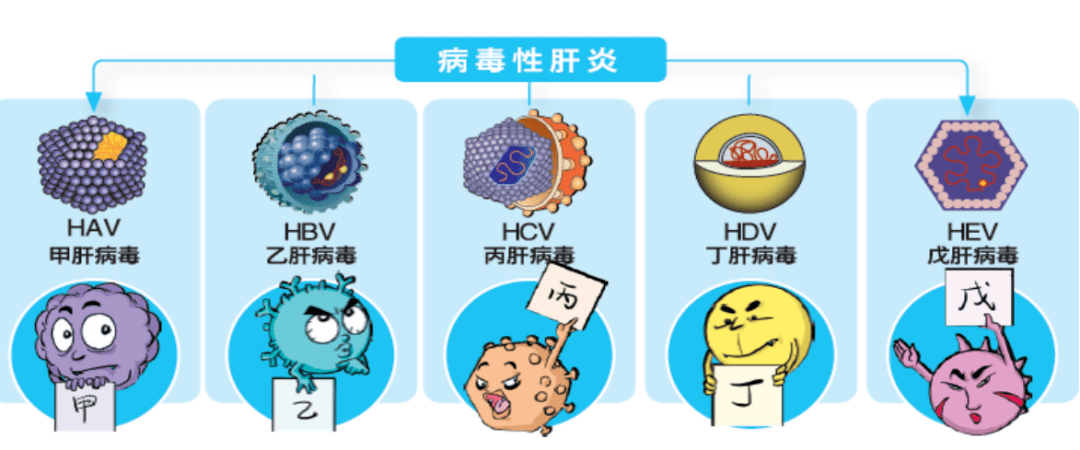 戊肝是由戊型肝炎病毒(hev)感染所致的急性病毒性肝炎.