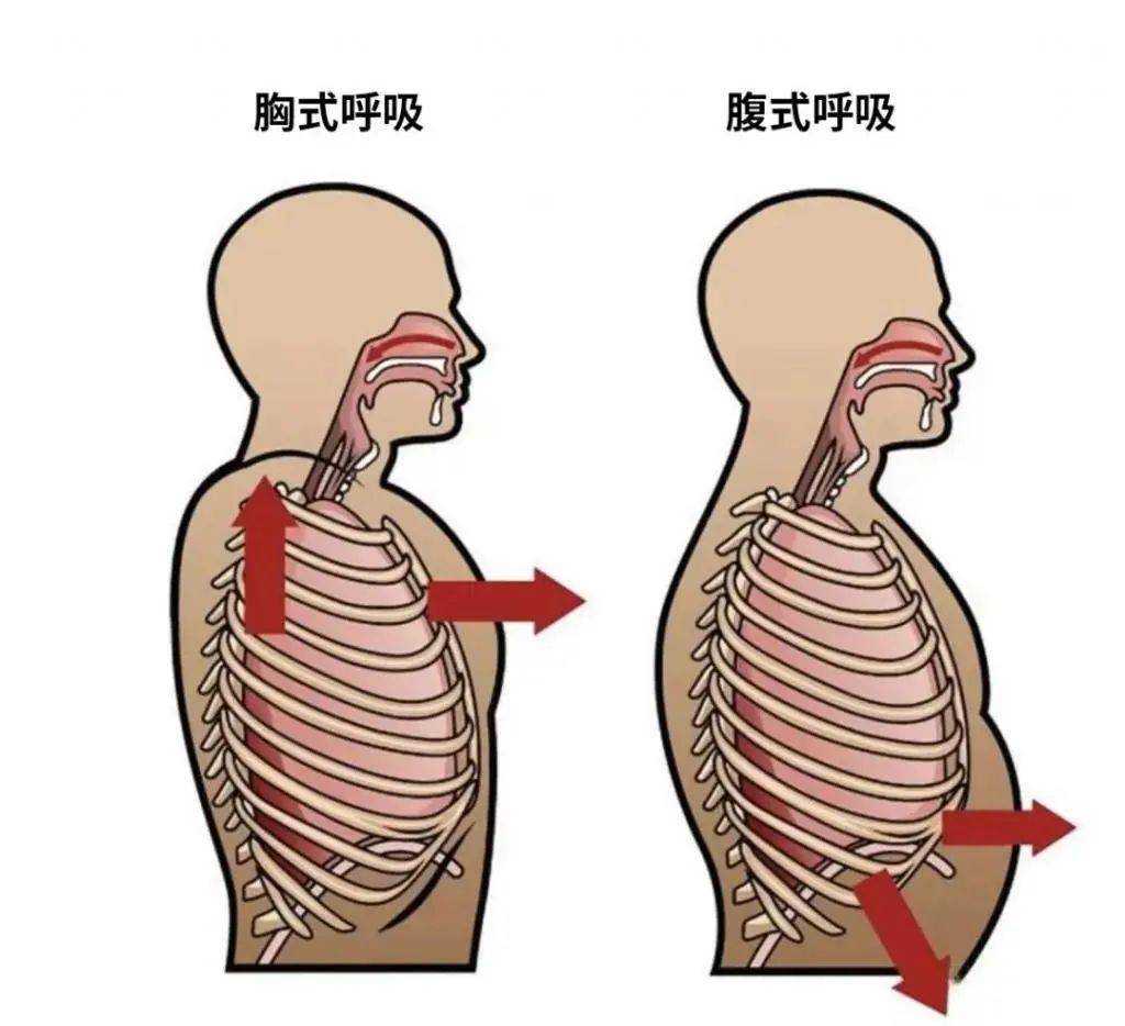 肋间内肌收缩示意图图片