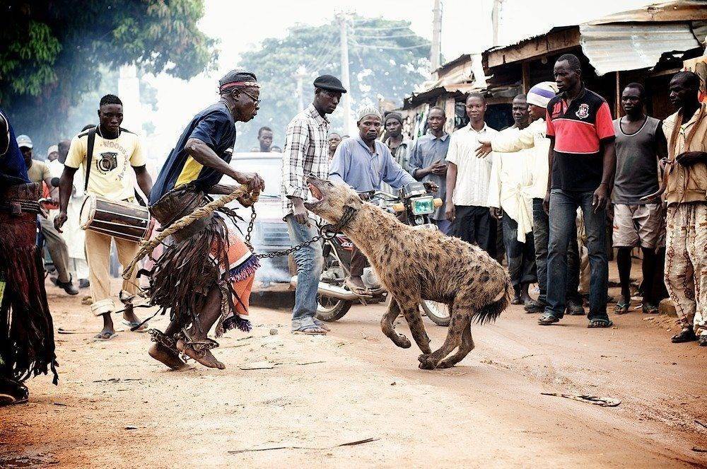 非洲最凶猛的“鬣狗”，当地人怎样去驯服它？看完让人心酸了