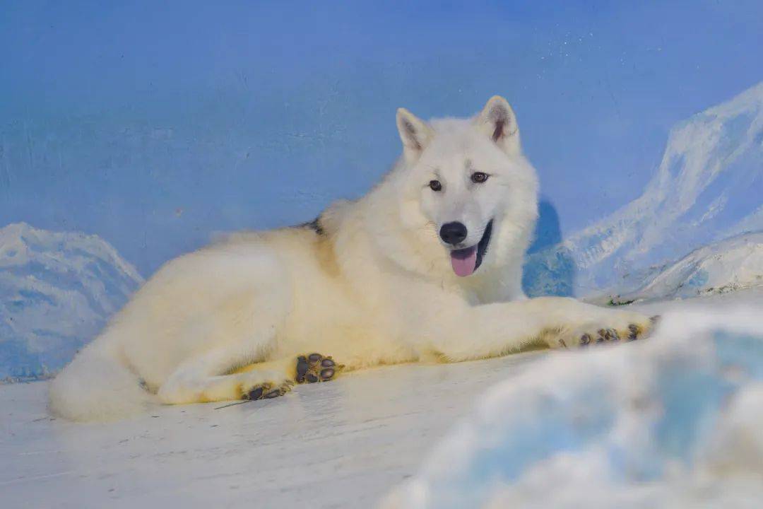 世界首只克隆北极狼在哈尔滨极地公园亮相,今年6月出生