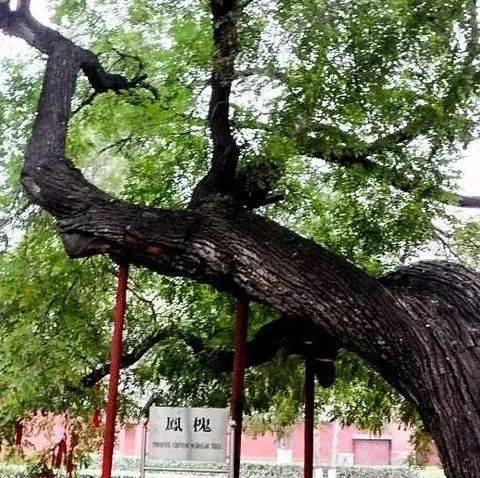 隆兴寺|双株古槐夫妻树 1600年姻缘_正定县_槐树_小姐