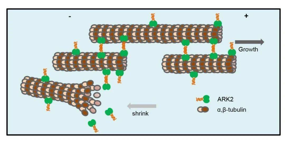 中国农业大学朱蕾发现拟南芥驱动蛋白ark2稳定微管正端并促进微管成束