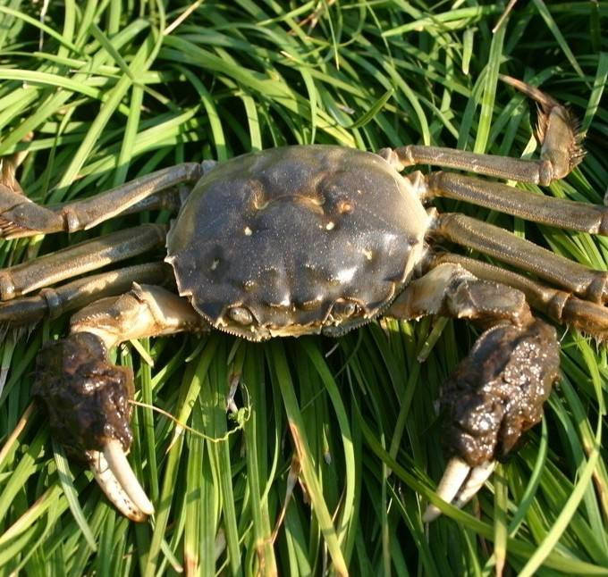 想要养好螃蟹,这些关键点你一定要牢记!