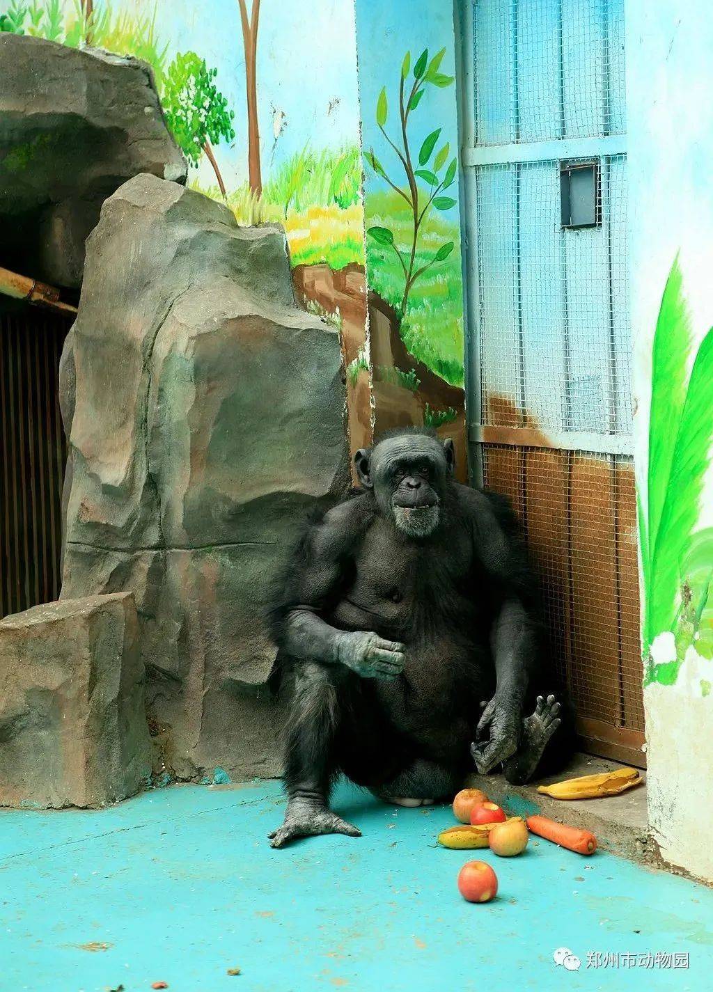 河南旅游:"女明猩"菲莉的最强大脑_动物园_摄像头_黑猩猩