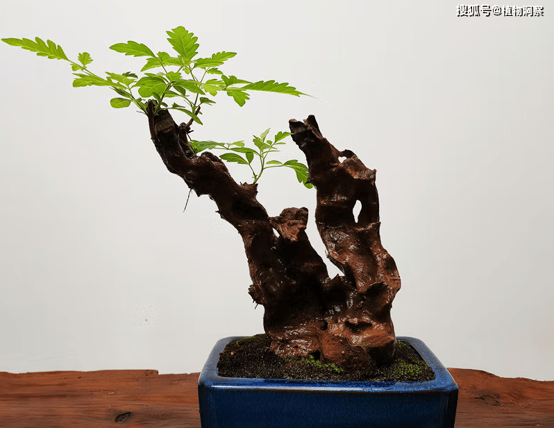 黄荆,又叫荆棵,也有的地方叫它五指枫,是一种牡荆属马鞭草科小乔木或