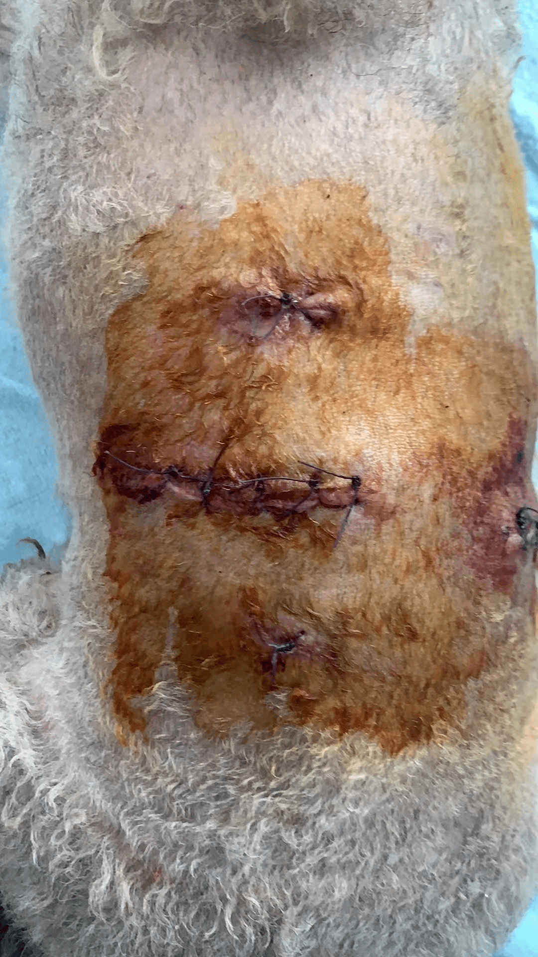 狗咬的疤痕图片