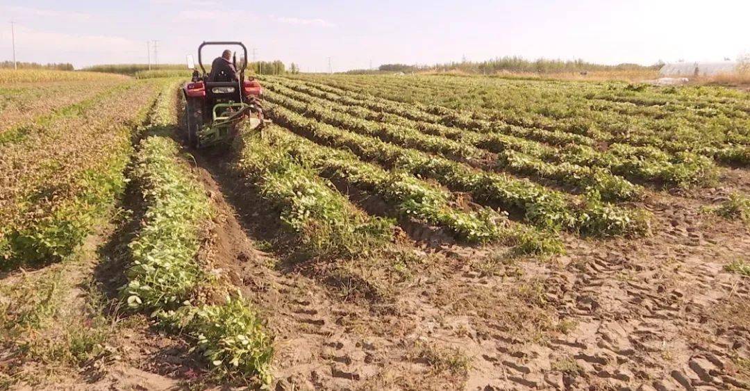 在大安市舍力镇庆丰村,俯瞰这一块块的花生地就像是绿油油的"毛毯